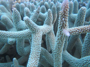 Acropora